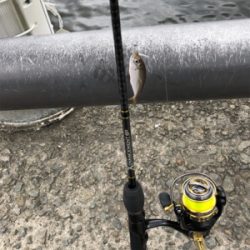 デイアジング 成立豆から良型