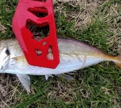 アジンガー1810〜1940