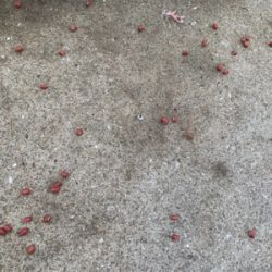 イレグイと聞いて