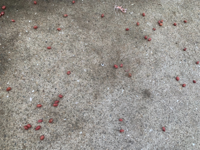 イレグイと聞いて