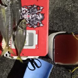 アジング練習4 湾奥ジャンボ