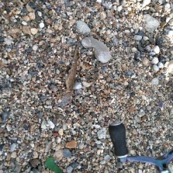 小さくてもホウボウ