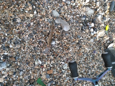 小さくてもホウボウ