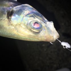 Fシステム-アジング