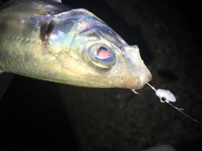 Fシステム-アジング