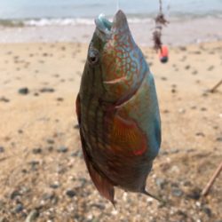 ちょい投げベラ釣り