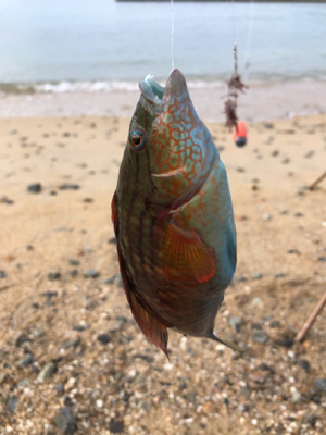 ちょい投げベラ釣り