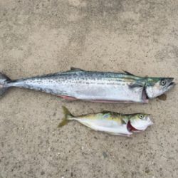 貝塚ショアジギ