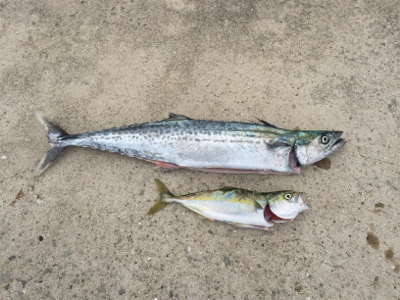 貝塚ショアジギ