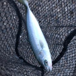 朝練、ツバス好調！