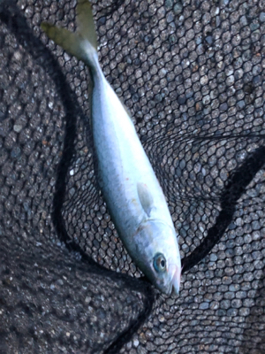 朝練、ツバス好調！