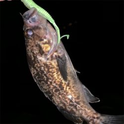 この風はいつになったら落ち着くの！？