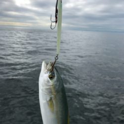 ノマセ がスゴい