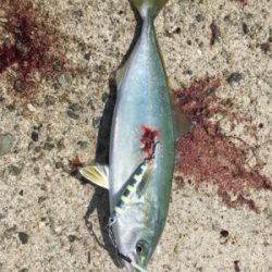 ツバス祭りまだまだ続く