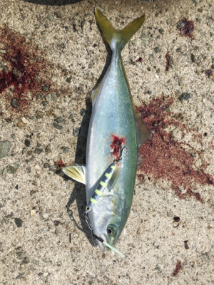 ツバス祭りまだまだ続く