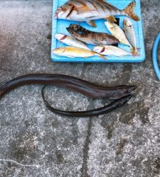 たくさん釣れた