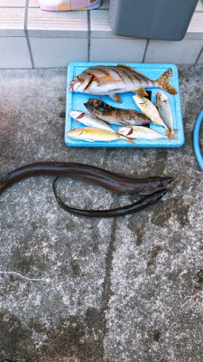 たくさん釣れた