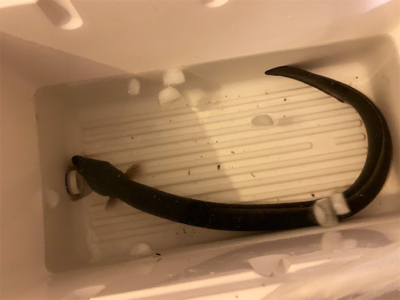 うなぎ、キビレ