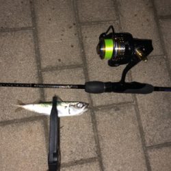 アジング メバリング