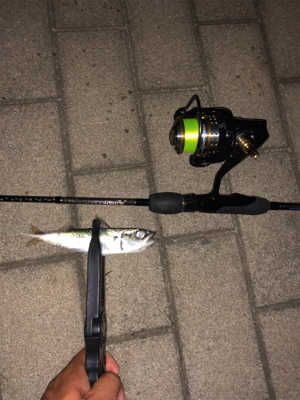 アジング メバリング