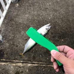 南港サバ楽しい！