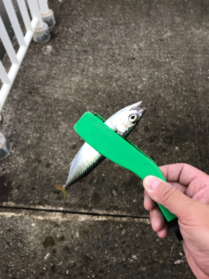 南港サバ楽しい！