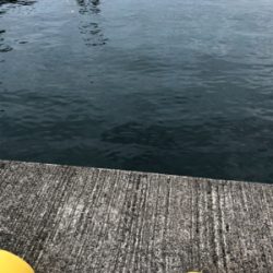 もう大きいのはいないか