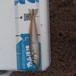 シロギスを求めて日本海