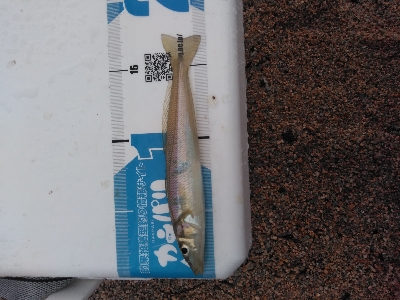 シロギスを求めて日本海