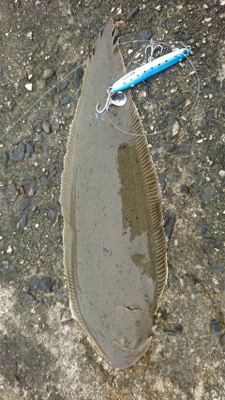 鈴鹿サーフ!マゴチシーズン突入ですね