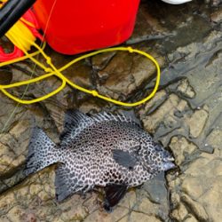 見老津で磯釣り