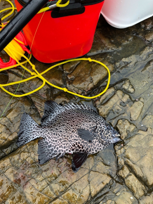 見老津で磯釣り