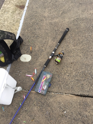 ツバス多いです！