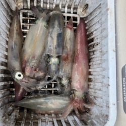 人生初デイイカメタル