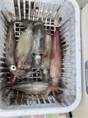 人生初デイイカメタル