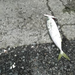 雨のちツーバス