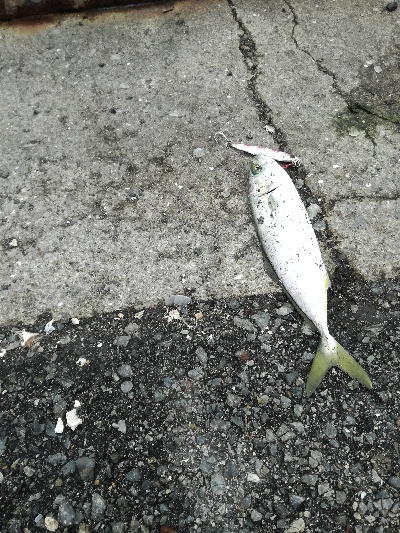 雨のちツーバス