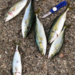 雨上がりツバスゲーム