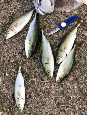 雨上がりツバスゲーム