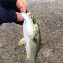 豆アジング超ムズ