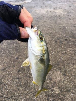 豆アジング超ムズ