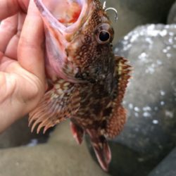 タチウオテンヤとジグサビキ