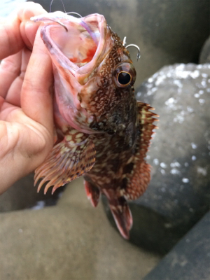 タチウオテンヤとジグサビキ