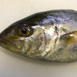 スーパーライト、中深海ジギング