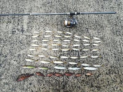 雨の日の数釣り