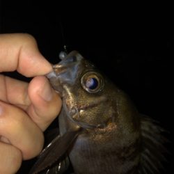 アジング好調キープ!