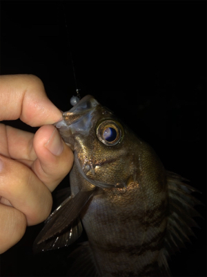 アジング好調キープ!