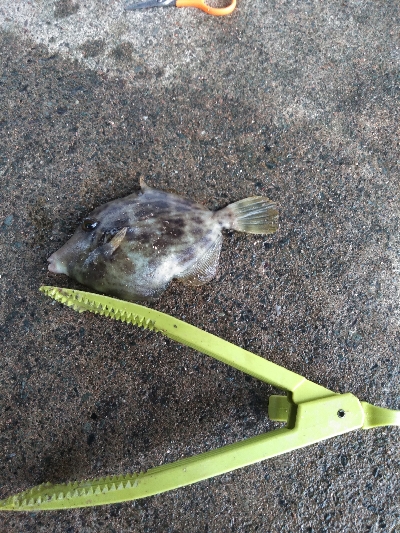 ココはパラダイスか