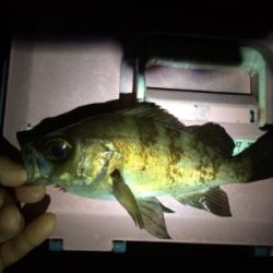 ジメジメ吹っ飛ばすライトゲーム!