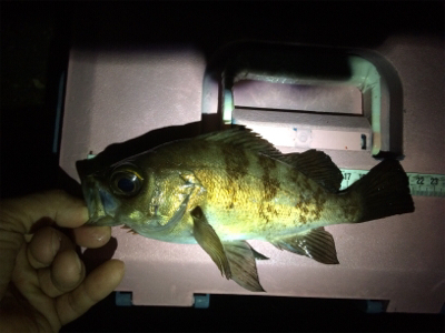 ジメジメ吹っ飛ばすライトゲーム!